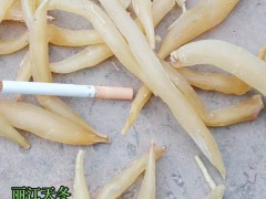 天冬栽培技術(shù)_天冬1畝價(jià)值好多錢,天門冬栽種的常見(jiàn)問(wèn)題?圖3