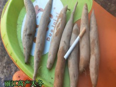 天冬種子哪里有_天冬種子育苗技術(shù)(天門冬種子,天門冬苗)圖1