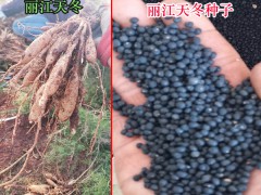 天冬種子,種苗2019種植分析情況,繁育周期怎么樣圖2