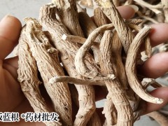 一手貨源板藍(lán)根新消息|玉林藥市板藍(lán)根行情基本穩(wěn)定圖1