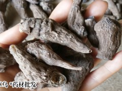 草烏價(jià)格是多少呢?草烏中藥材生產(chǎn)公司圖2