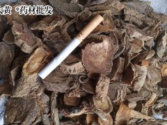 大黃名貴中藥材的栽培技術(shù)-大黃栽種企業(yè)圖2