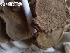 大黃 栽種 專業(yè)能力技術(shù)資料圖2