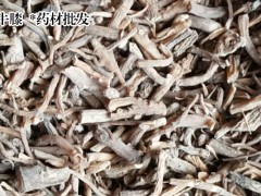 牛膝栽種價(jià)格行情|牛膝幼苗圖1