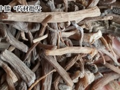 牛膝栽種價(jià)格行情|牛膝幼苗圖3