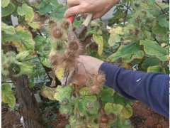 牛蒡籽釆摘通知圖2