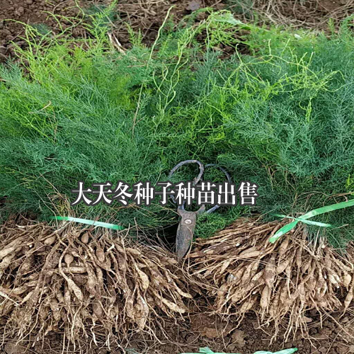 大天冬種子種苗，云南大天冬程海種植基地