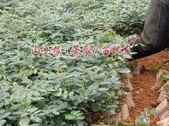 貴州哪里有種植山豆根，山豆根圖片圖3