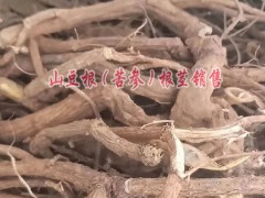 貴州黔西南山豆根種植區(qū)價(jià)格,批發(fā),廠家,種苗基地圖3