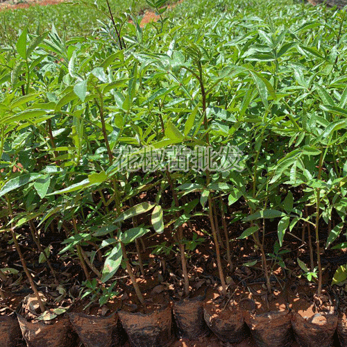 花椒樹苗_花椒籽栽種為何不出芽？花椒種植技術(shù)資料