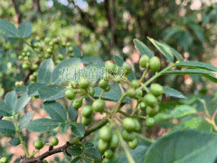 花椒樹(shù)苗_花椒籽栽種為何不出芽？花椒種植技術(shù)資料圖3