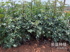 2019年6.11花椒苗要多少錢一株?麻椒市場走勢如何?價錢多少錢一噸?圖2