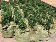 花椒樹的種植方式是啥?價(jià)格多少錢一株?圖2