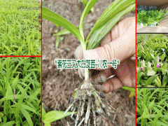 昆明白芨種苗,昆明白芨種苗批發(fā)/價(jià)格/采購,圖2