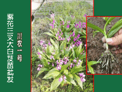 云南白芨種苗|白芨的產(chǎn)地#白芨原產(chǎn)地|圖2