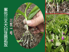 白芨苗價格+云南產(chǎn)地白芨小苗多少錢?圖3