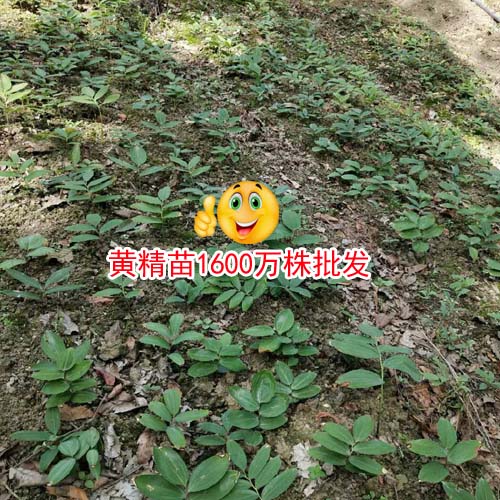 黃精多少錢一噸？黃精中藥材種植廠家