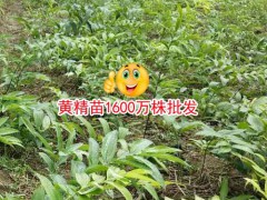 黃精多少錢一噸？黃精中藥材種植廠家圖3