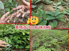 2018-2019黃精市場(chǎng)走勢(shì)走勢(shì)分析,2021黃精人工種植圖2