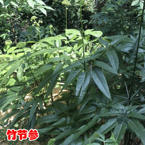 竹節(jié)參,市場行情走高2019.6.13價(jià)格行情