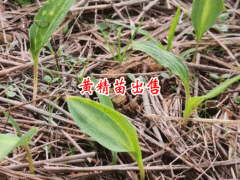 黃精種植苗信息網(wǎng)_ 鎮(zhèn)沅云苑中藥材種植農(nóng)民專業(yè)合作社圖2