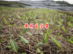 黃精種植苗信息網(wǎng)_ 鎮(zhèn)沅云苑中藥材種植農(nóng)民專業(yè)合作社圖3