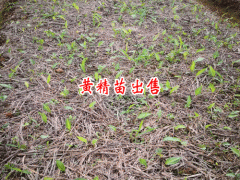 黃精種植苗服務(wù)網(wǎng)_ 鎮(zhèn)沅云苑中藥材種植農(nóng)民專業(yè)合作社圖3