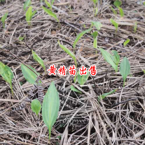 滇黃精文山_黃精收購(gòu)公司_云南省黃精種植產(chǎn)業(yè)基地照片