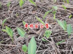 云南省哪兒栽種黃精多_黃精西疇栽種產(chǎn)業(yè)基地圖3