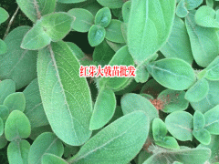 紅芽大戟種植新關鍵點_紅芽大戟小苗圖片,價格,參考,圖1