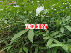 花椒苗制造商_花椒苗價格是多少一棵圖3