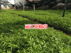 云南麗江花椒苗1挑選適合的種植區(qū)圖3