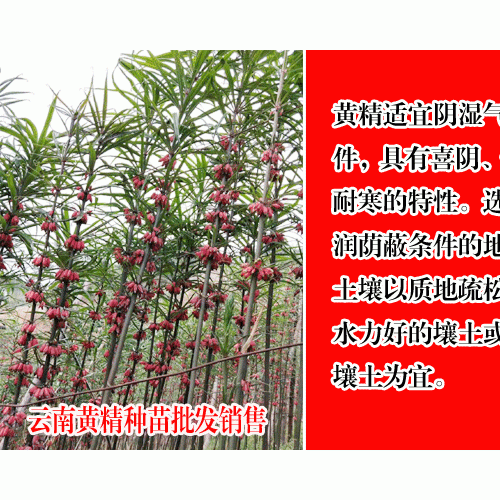 黃精畝產(chǎn)多少公斤與種植成本與利潤(rùn)分析?