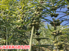 黃精畝產(chǎn)多少公斤與種植成本與利潤分析?圖3