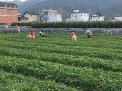 荷花池藥市續(xù)斷行情圖3