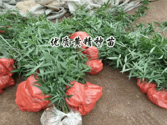 200萬一年紅花滇黃精種子苗上市，圖3