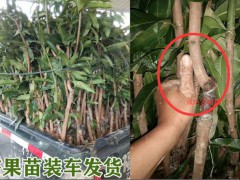 芒果樹的使用壽命有是多少年？圖3