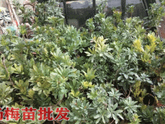 楊梅苗圃基地_楊梅定植管理技術(shù),楊梅苗多久澆水好圖3