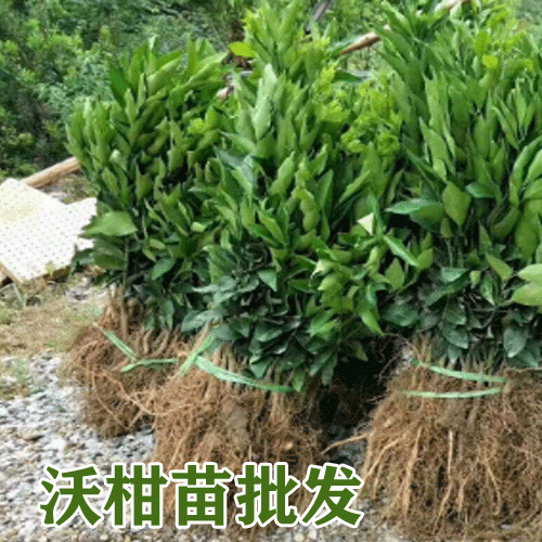 沃柑苗\_云南沃柑高產(chǎn)苗木-2019-2020沃柑樹苗批發(fā)