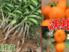 沃柑樹苗_2019-07-05產(chǎn)地沃柑樹苗多少錢一株圖2