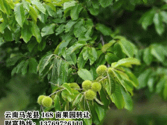 馬龍果園轉(zhuǎn)讓_馬龍周邊果園轉(zhuǎn)讓信息圖2