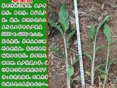 云南紅河草果苗0.73/棵,平穩(wěn)價格圖2