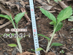 云南紅河草果苗0.73/棵,平穩(wěn)價格圖3