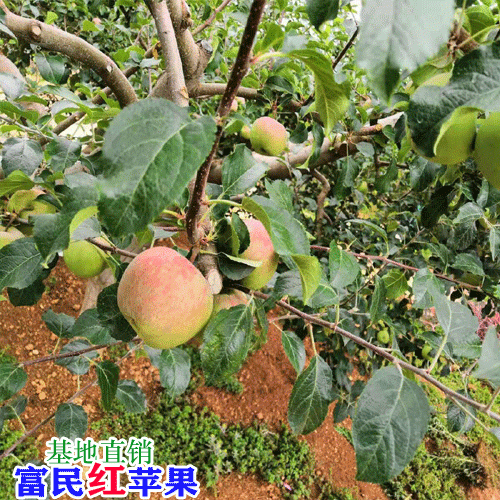 昆明蘋果多少錢一斤?_昆明水果市場(chǎng)價(jià)格表