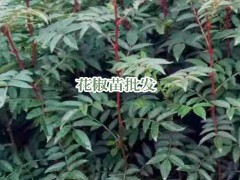 花椒苗_花椒的栽種時(shí)間與方式 -昭通苗木有限公司圖1