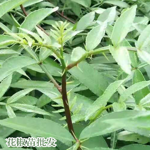 青花椒怎樣採(cǎi)收?_青花椒苗圃信息_云南產(chǎn)區(qū)青花椒