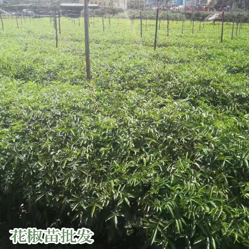 青花椒苗價格_哪些品好_兩年開花結(jié)果