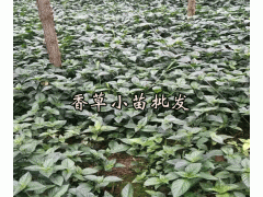 零陵草,廣零陵香_云南香草種苗供應商圖3