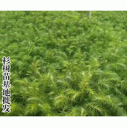 永德縣華山松苗圃基地|華山松苗木基地出苗率 |產(chǎn)地批發(fā)電話