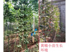 種植黃精種子一畝需要多少種子?圖1